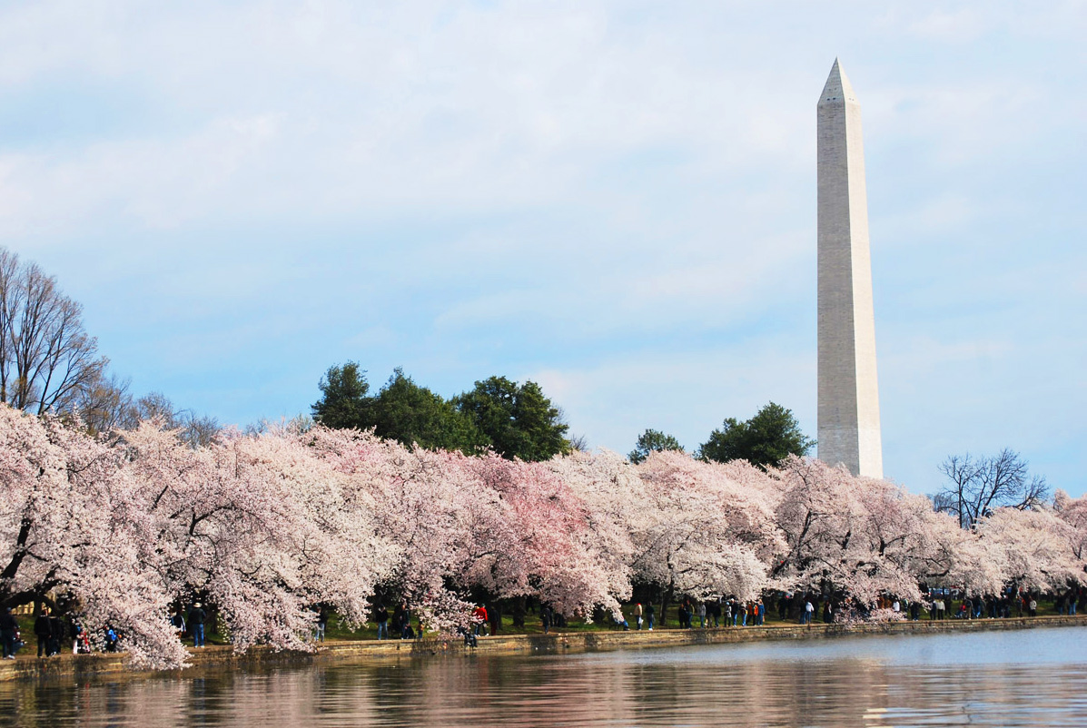 アメリカで春の花を観に行こう！｜日本人のためのアメリカ携帯 HanaCell